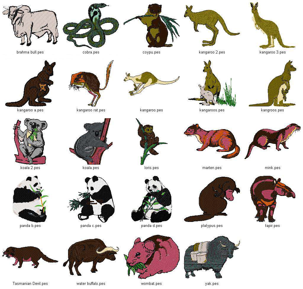 Australia Home Designs on Asian   Australian Animals